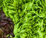 Lollo