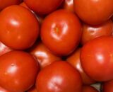 Pomodori Tondo Liscio