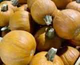 Zucche Halloween
