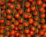 Pomodoro Ciliegino Rosso