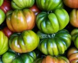 Pomodoro Costoluto merinda