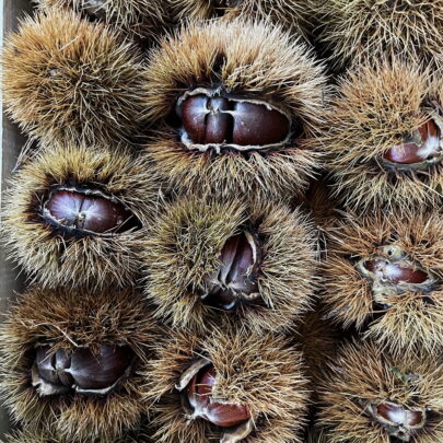 Castagne Marrone
