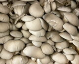 Funghi Ostrica