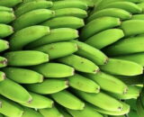 Platano